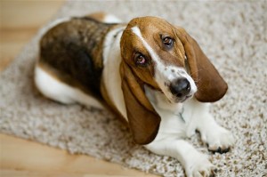 Pet Stain and Odor Removal from Carpets, Rugs, and Upholstery