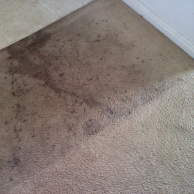 carpet cleaning example