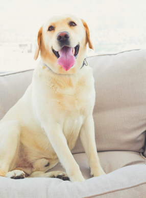 Upholstery cleaning Pet Stain and Odor Removal